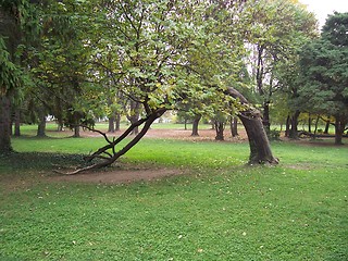 Image showing Tree