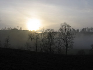 Image showing Trees in foggy sunset