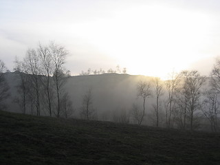 Image showing Trees in mist