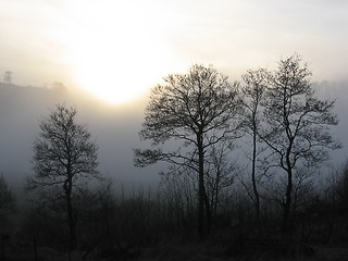 Image showing Trees in fog with sunshine