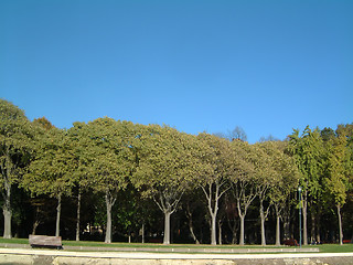 Image showing Trees Venice