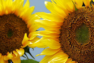 Image showing Sunflower