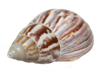 Image showing seashell