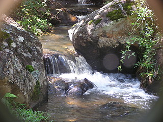 Image showing Rainforest stream