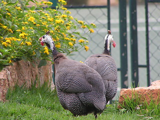 Image showing Helmeted Guineafowl (Numida meleagris)