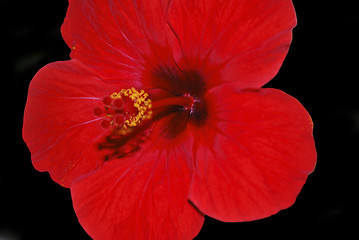 Image showing hibiscus