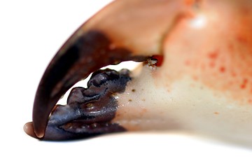 Image showing Crab Pincer