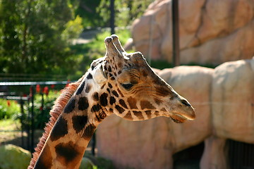 Image showing Baringo Giraffe