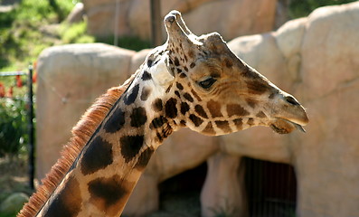 Image showing Baringo Giraffe