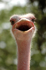 Image showing Smiling ostrich