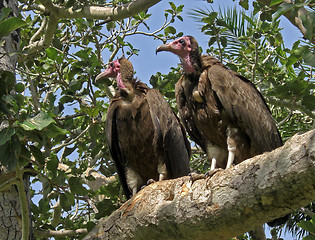 Image showing Valtures in a tree. 