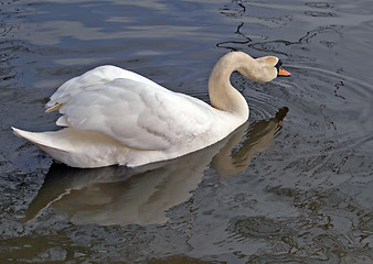 Image showing One swan swimming.