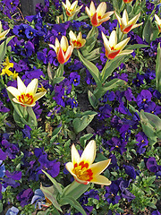 Image showing  Spring flowers     