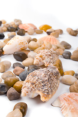 Image showing sea shells