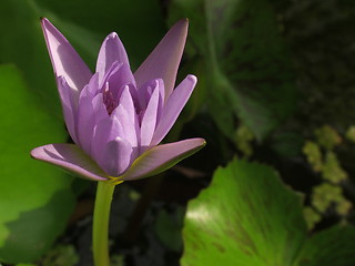 Image showing Lotus