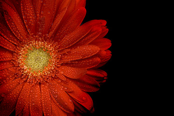 Image showing red gerbera