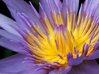 Image showing Blue Lotus