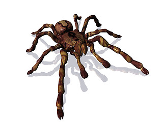 Image showing Spider