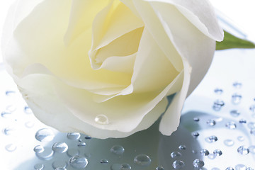 Image showing White Rose and water drops