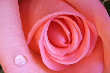 Image showing Pink Rose and water drops