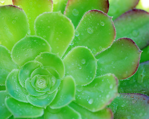 Image showing Green Aeonium Background