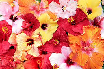 Image showing hibiscus flowers