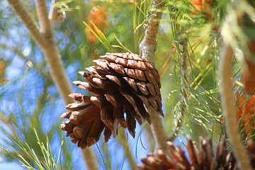 Image showing Pine Cone