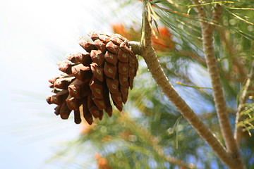 Image showing Pine Cone