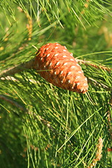 Image showing Pine Cone