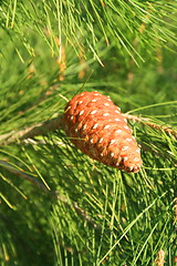 Image showing Pine Cone