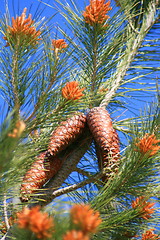 Image showing Pine Cones