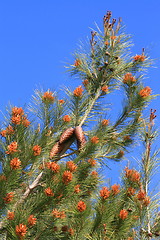 Image showing Pine Cones