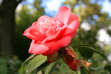 Image showing Pink Camelia Flower