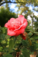 Image showing Pink Camelia Flower