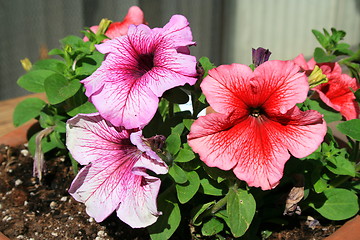 Image showing Petunia Flowers