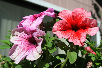 Image showing Petunia Flowers