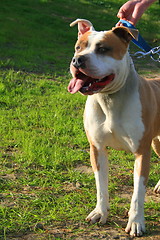 Image showing Pitbull Dog