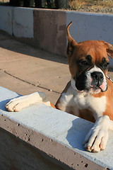 Image showing Boxer Puppy