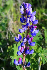 Image showing Purple Lupin Flower