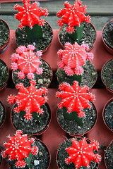 Image showing Row Of Cactuses