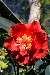 Image showing Red Camelia Flower