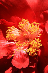 Image showing Red Camelia Flower