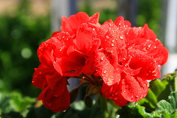 Image showing Red Geranium Flower