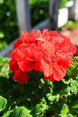 Image showing Red Geranium Flower
