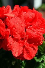 Image showing Red Geranium Flower