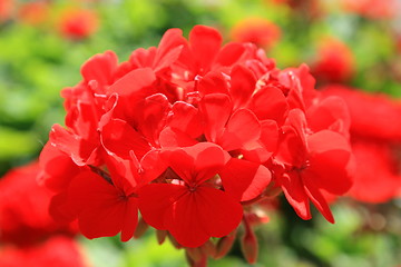 Image showing Red Geranium Flower