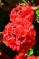 Image showing Red Geranium Flower