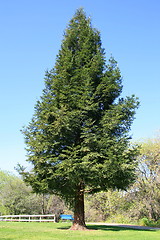 Image showing Redwood Tree