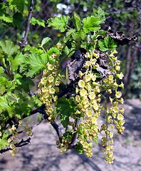 Image showing bloomin currant bush