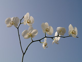 Image showing white orchid